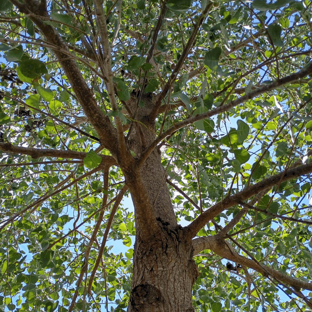 Tree Service In Clarksville